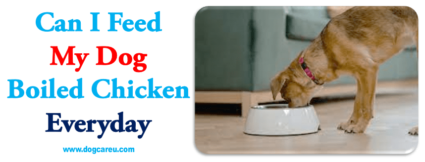 Can I Feed My Dog Boiled Chicken Everyday