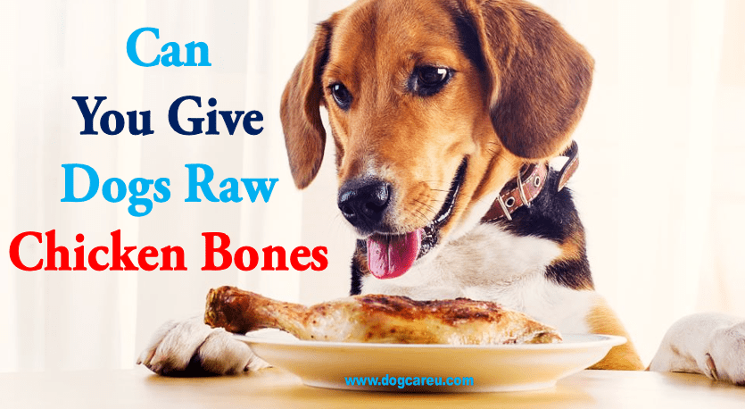 Can You Give Dogs Raw Chicken Bones