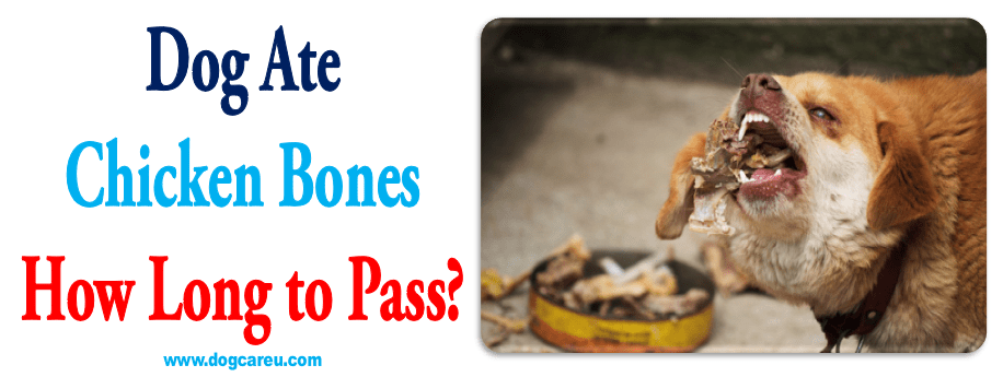 dog-ate-chicken-bones-symptoms-dog-care