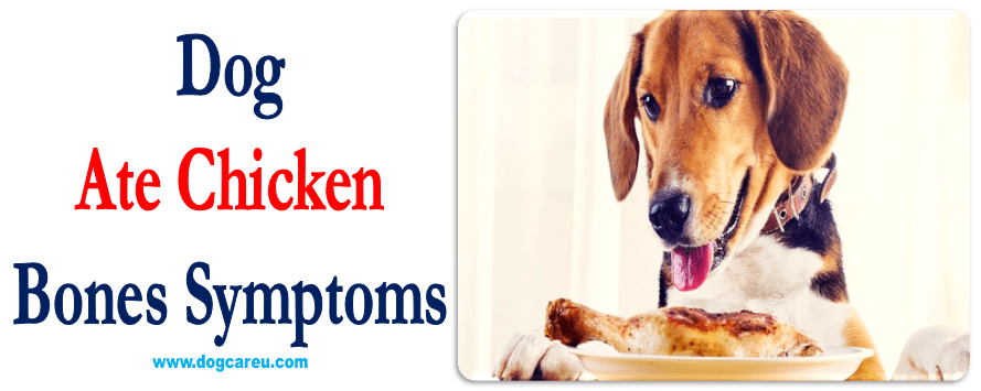 Dog Ate Chicken Bones Symptoms