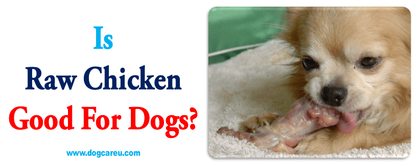 Is Raw Chicken Good for Dogs?