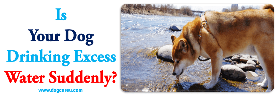 Is Your Dog Drinking Excess Water Suddenly