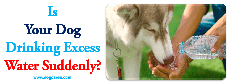 Is Your Dog Drinking Excess Water Suddenly?