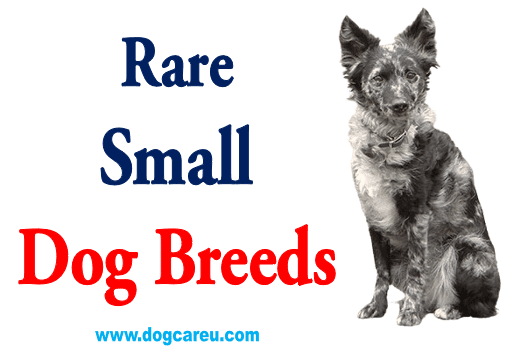 Rare Small Dog Breeds