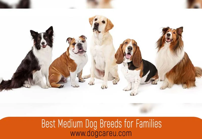 Best Medium Dog Breeds for Families