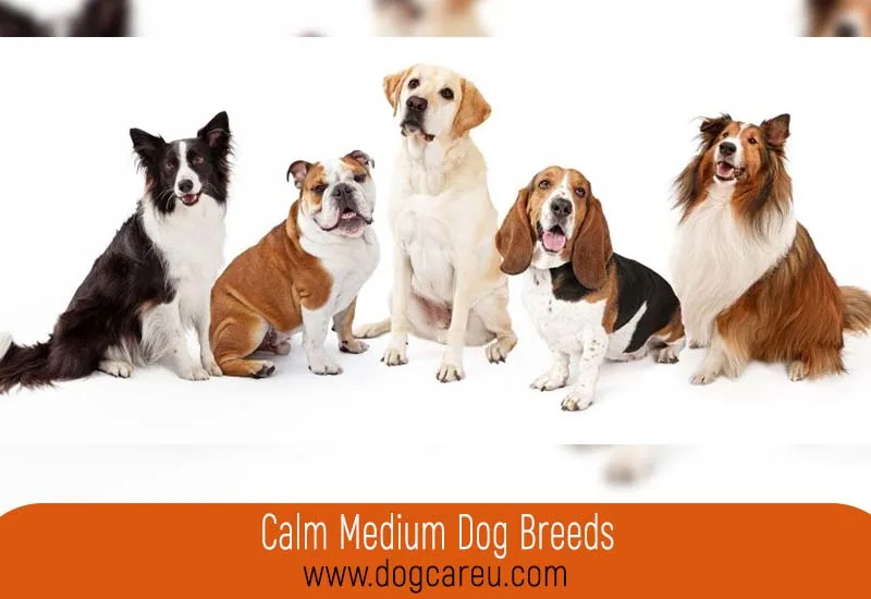 Calm Medium Dog Breeds