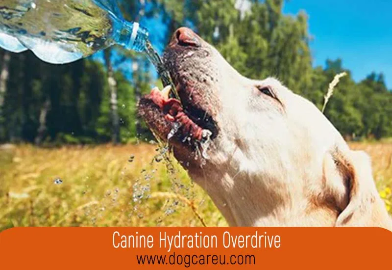 Canine Hydration Overdrive
