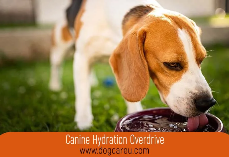Canine Hydration Overdrive