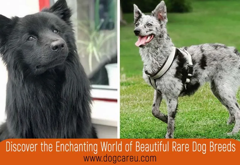 Discover the Enchanting World of Beautiful Rare Dog Breeds
