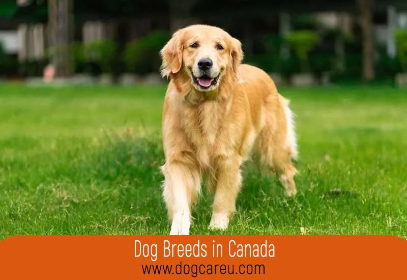 Dog Breeds in Canada