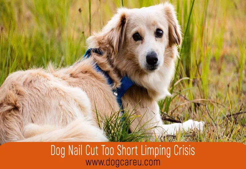 Dog Nail Cut Too Short Limping Crisis