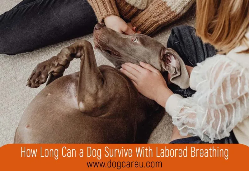 How Long Can a Dog Survive With Labored Breathing
