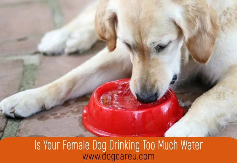Is Your Female Dog Drinking Too Much Water
