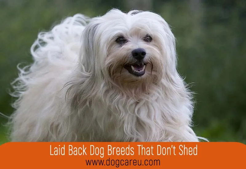 Laid Back Dog Breeds That Don't Shed