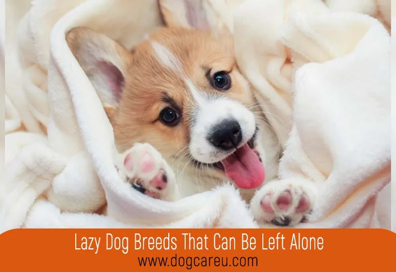 Lazy Dog Breeds That Can Be Left Alone