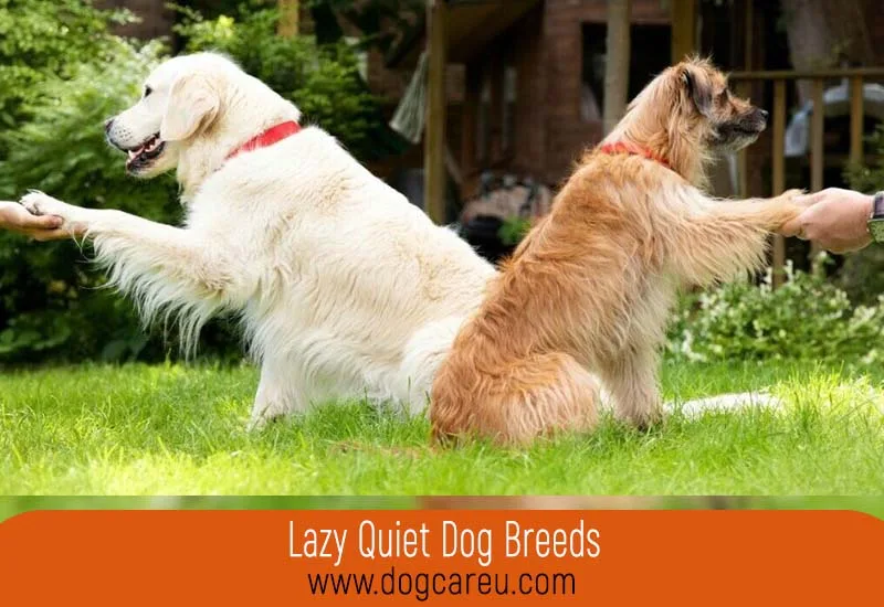 Lazy Quiet Dog Breeds