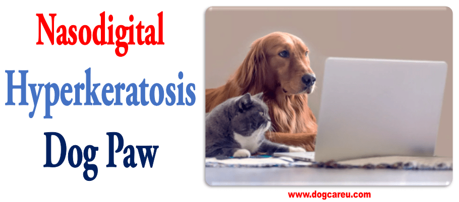 Nasodigital Hyperkeratosis Dog Paw