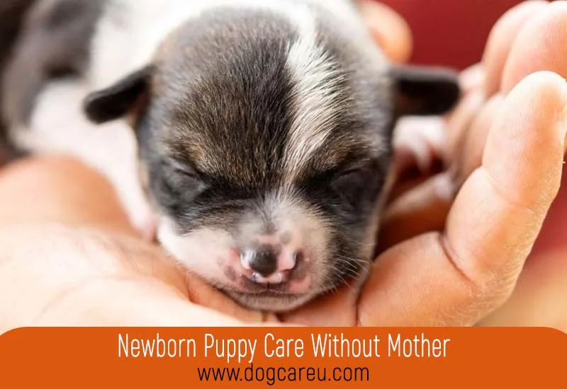 Newborn Puppy Care Without Mother