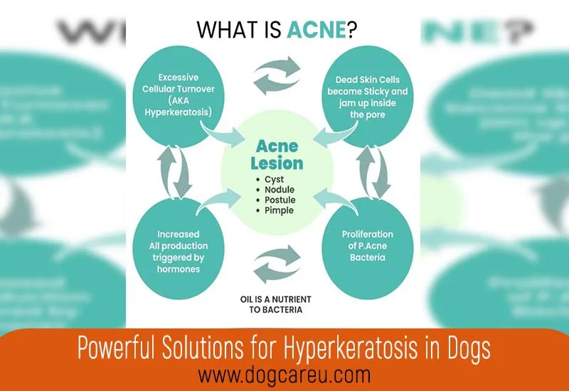 Powerful Solutions for Hyperkeratosis in Dogs