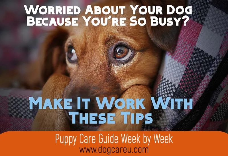 Puppy Care Guide Week by Week