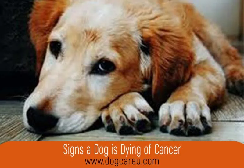 Signs a Dog is Dying of Cancer
