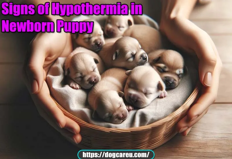 Signs of Hypothermia in Newborn Puppy