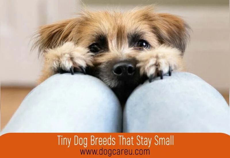 Tiny Dog Breeds That Stay Small