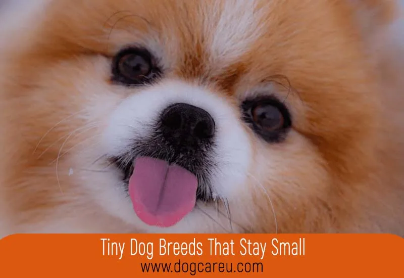 Tiny Dog Breeds That Stay Small