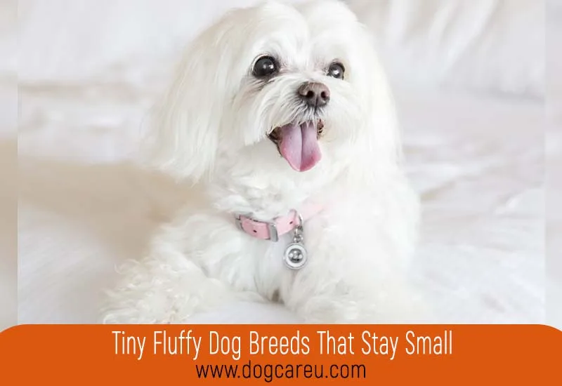 Tiny Fluffy Dog Breeds That Stay Small