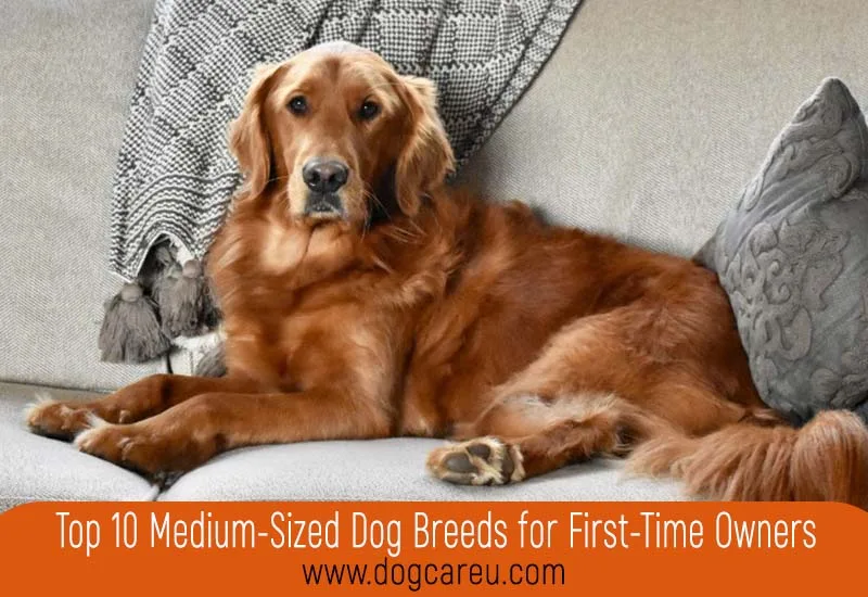 Top 10 Medium-Sized Dog Breeds for First-Time Owners