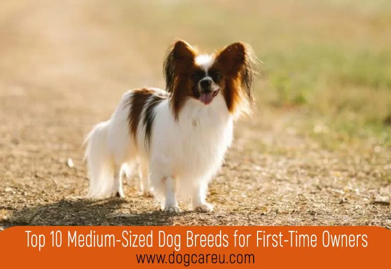 Top 10 Medium-Sized Dog Breeds for First-Time Owners