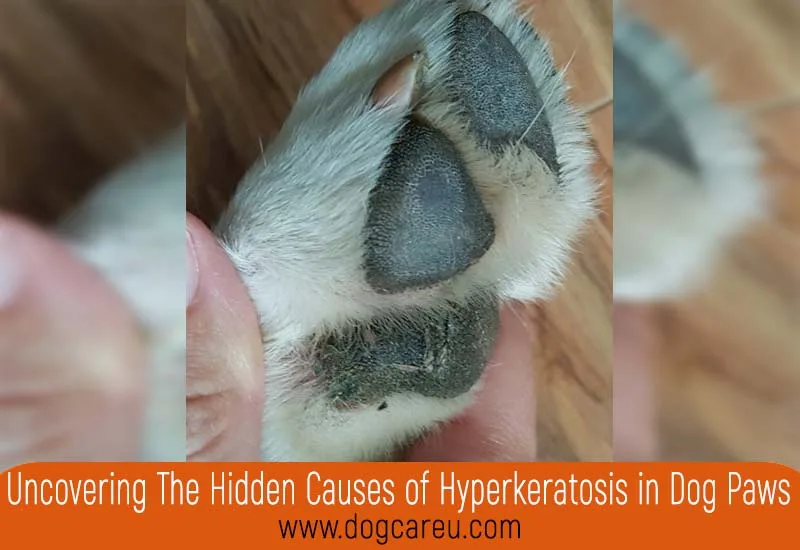 Uncovering The Hidden Causes of Hyperkeratosis in Dog Paws
