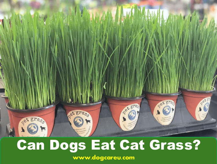 Can Dogs Eat Cat Grass?