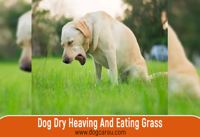 Dog Dry Heaving And Eating Grass