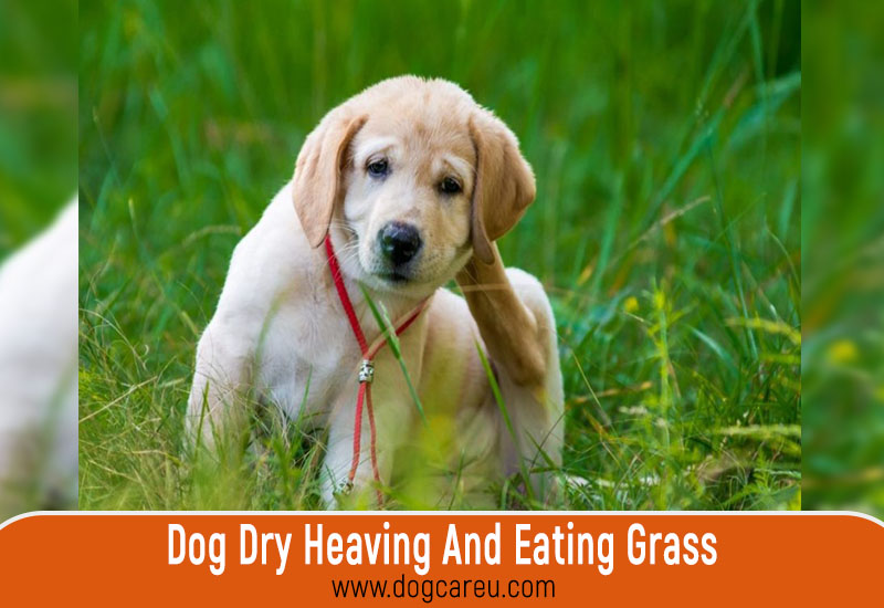 Dog Dry Heaving And Eating Grass