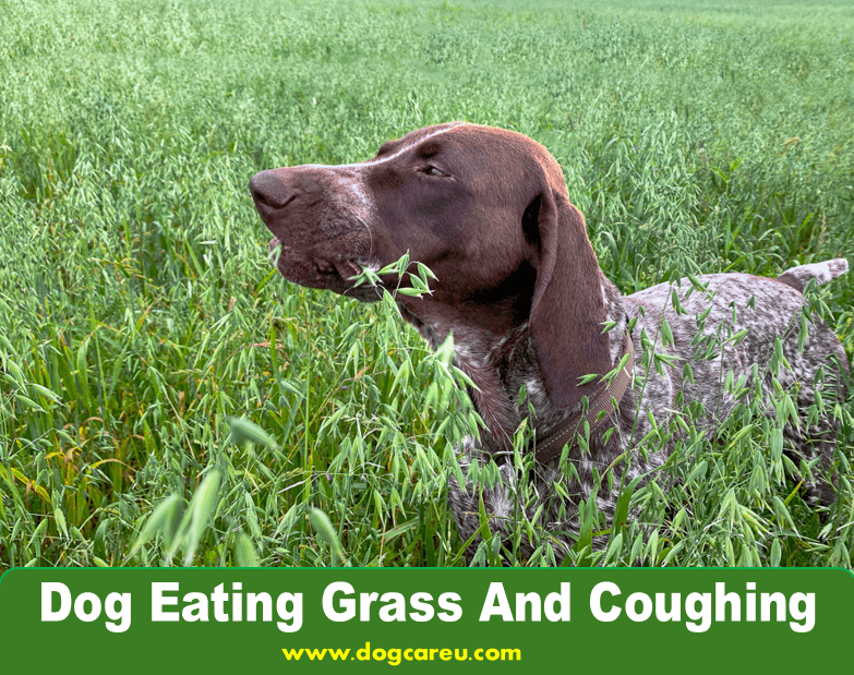 Dog Eating Grass And Coughing