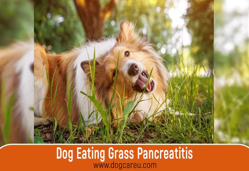 Dog Eating Grass Pancreatitis