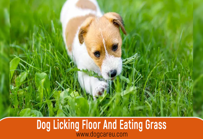 Dog Licking Floor And Eating Grass