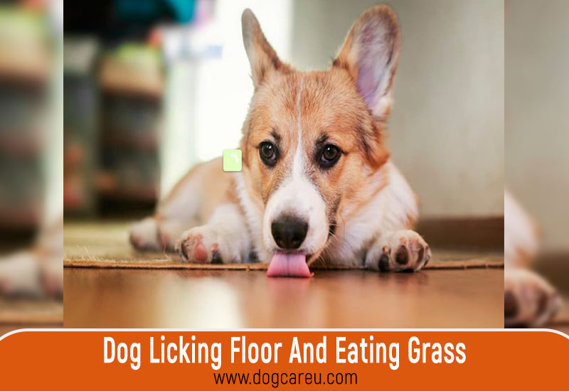 Dog Licking Floor And Eating Grass