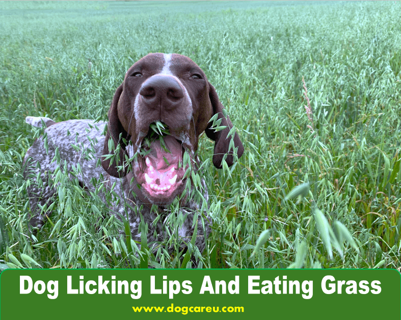 Dog Licking Lips And Eating Grass