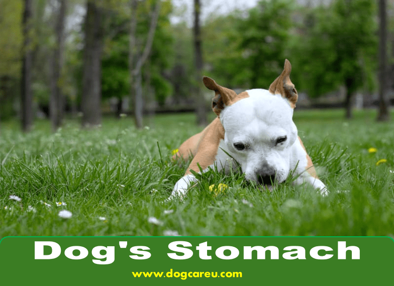 Dog's Stomach