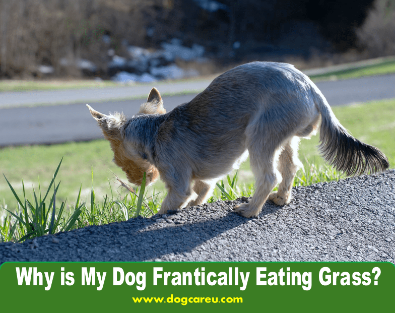 Why is My Dog Frantically Eating Grass?