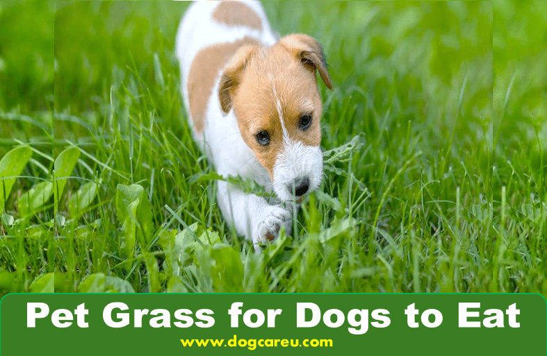 Pet Grass for Dogs to Eat
