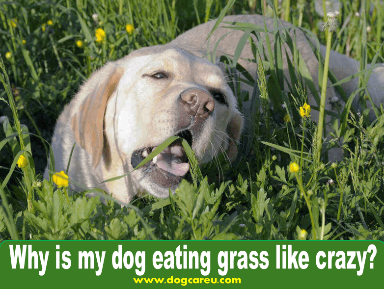 Why is my dog eating grass like crazy?