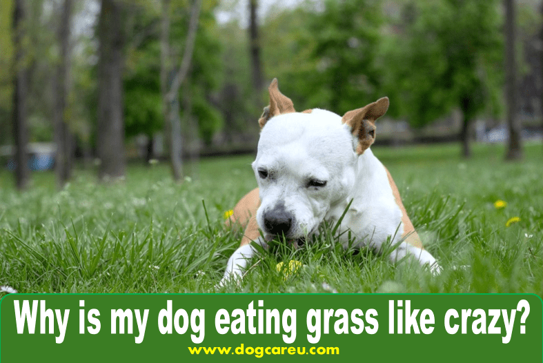 Why is my dog eating grass like crazy?